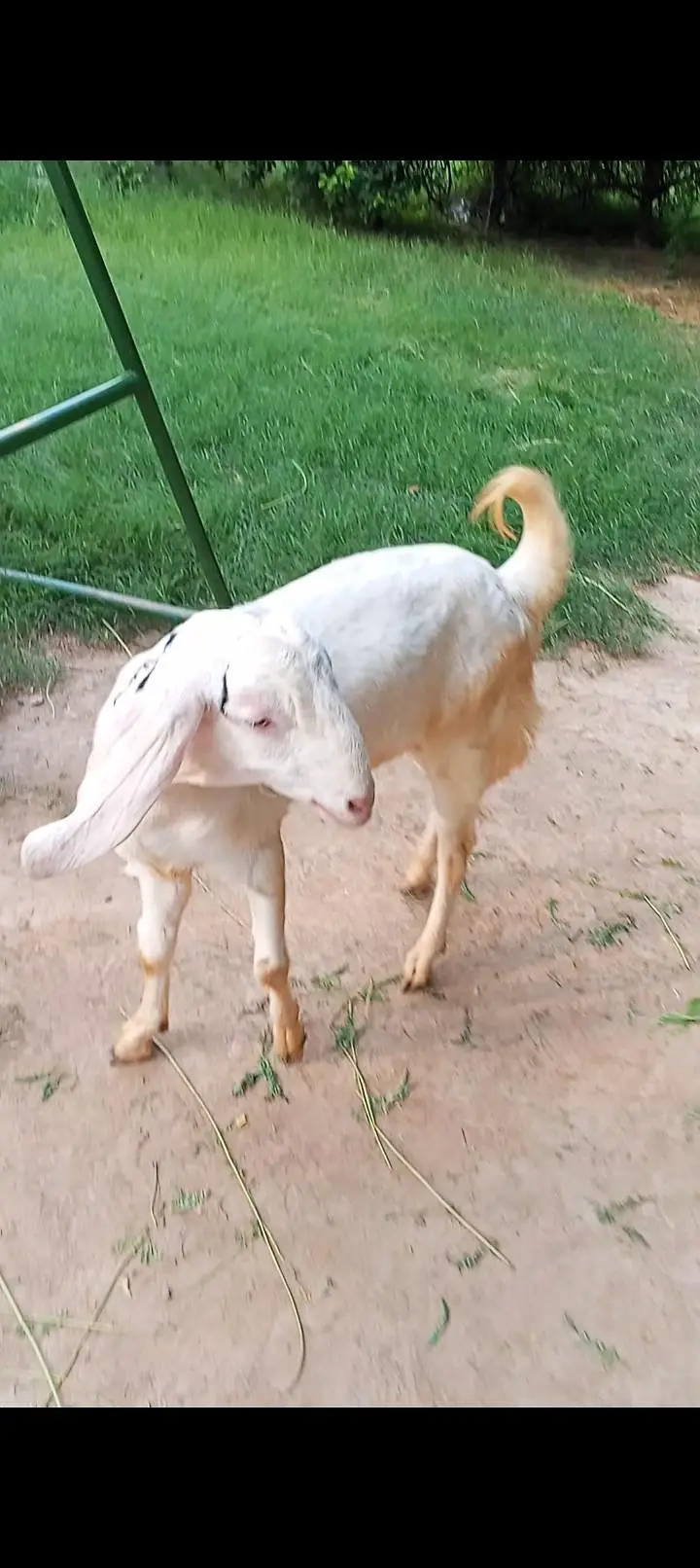 Donda khasi Bakra — photo 3