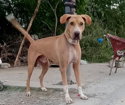 bully gultair male double body for sale