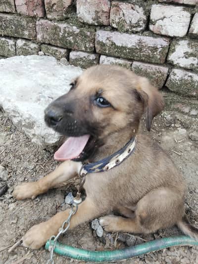 Belgian shepherd+Bagyari dog for sale