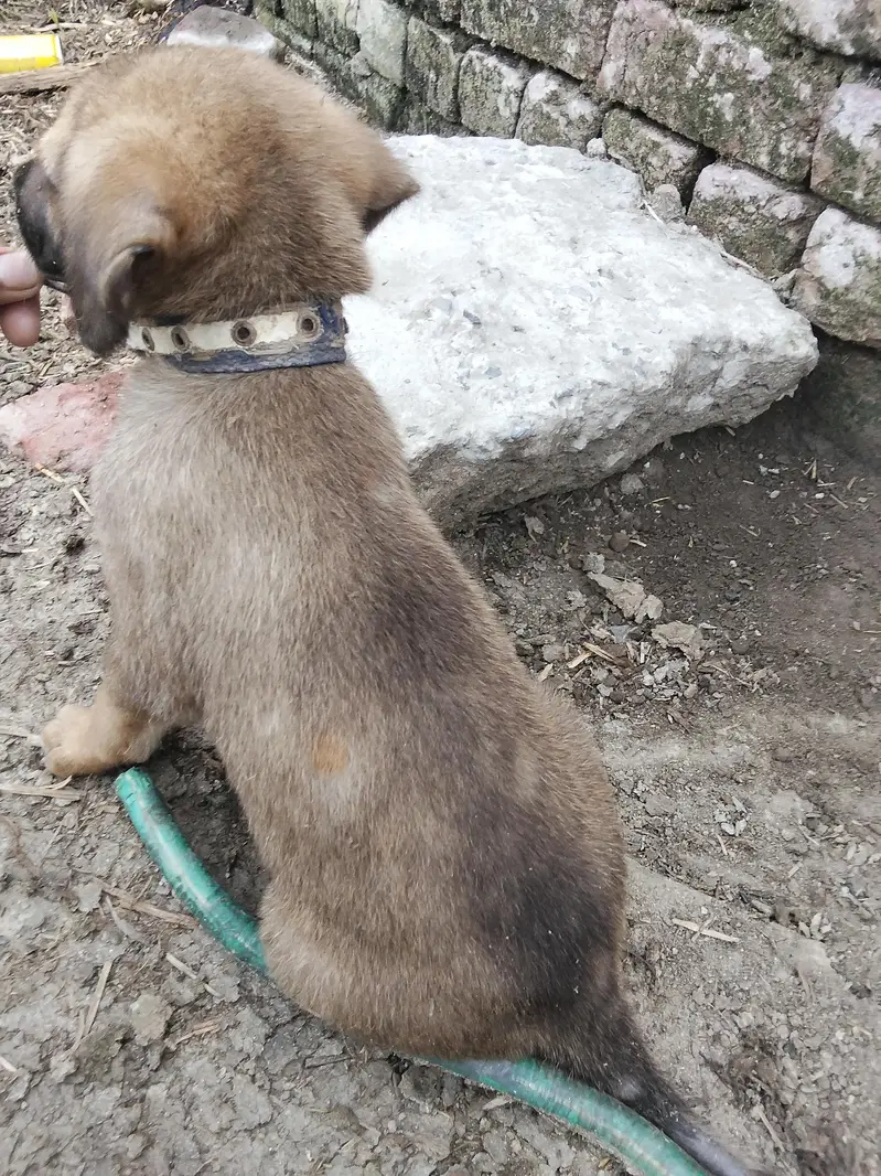 Belgian shepherd+Bagyari dog for sale — photo 2