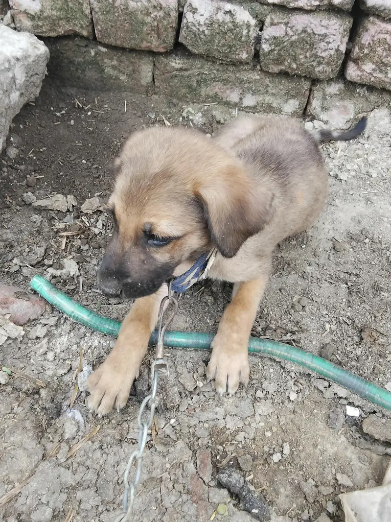 Belgian shepherd+Bagyari dog for sale — photo 3