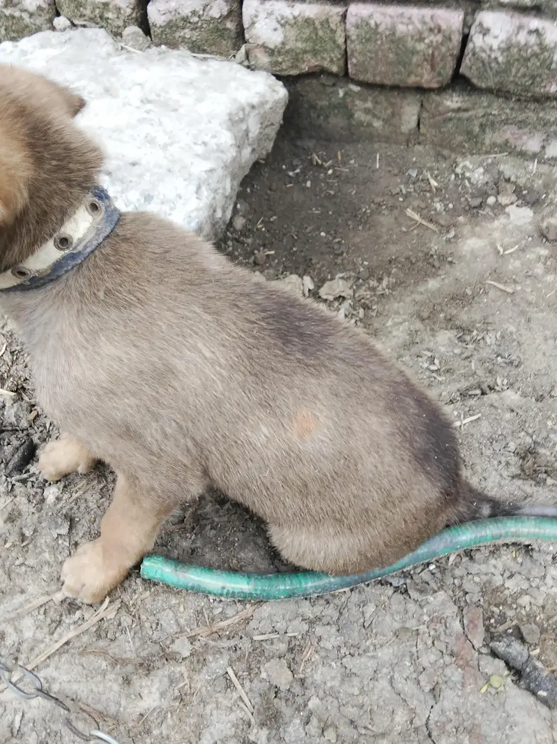 Belgian shepherd+Bagyari dog for sale — photo 4