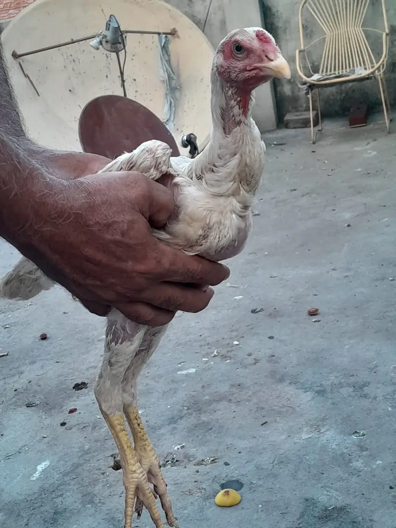 Shamo chick/ white shamo chick / king shamo katrina blood line — photo 3
