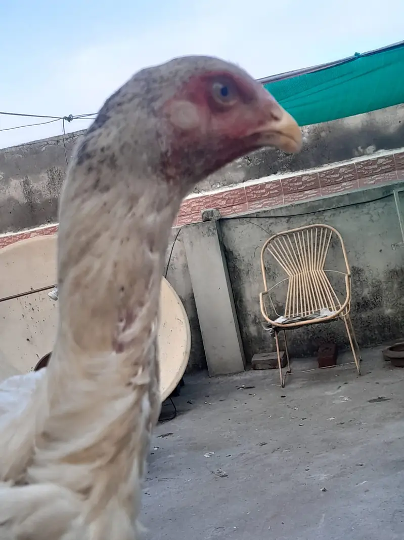 Shamo chick/ white shamo chick / king shamo katrina blood line — photo 6