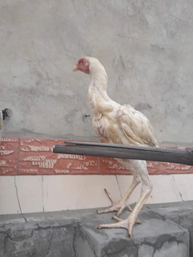 Shamo chick/ white shamo chick / king shamo katrina blood line — photo 10