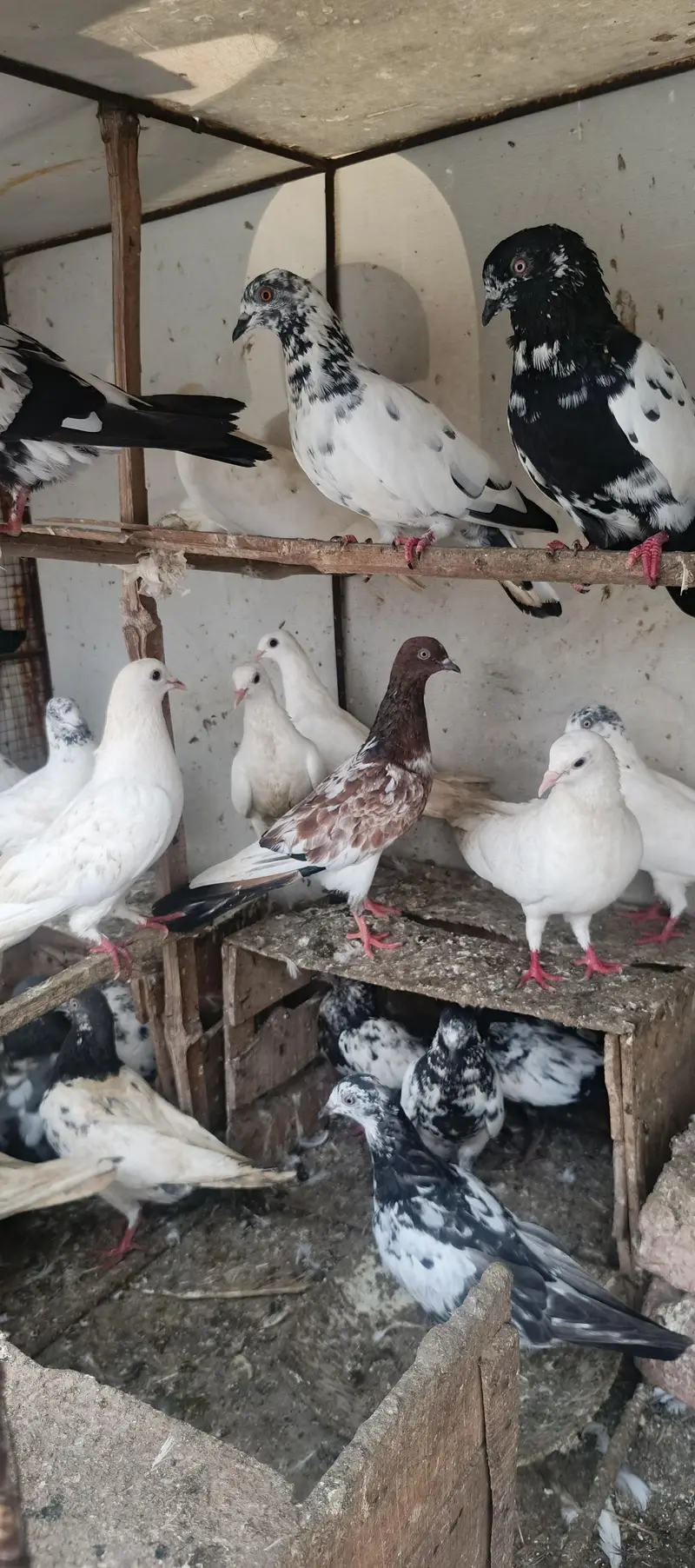 patti wale gry baz mix — photo 2