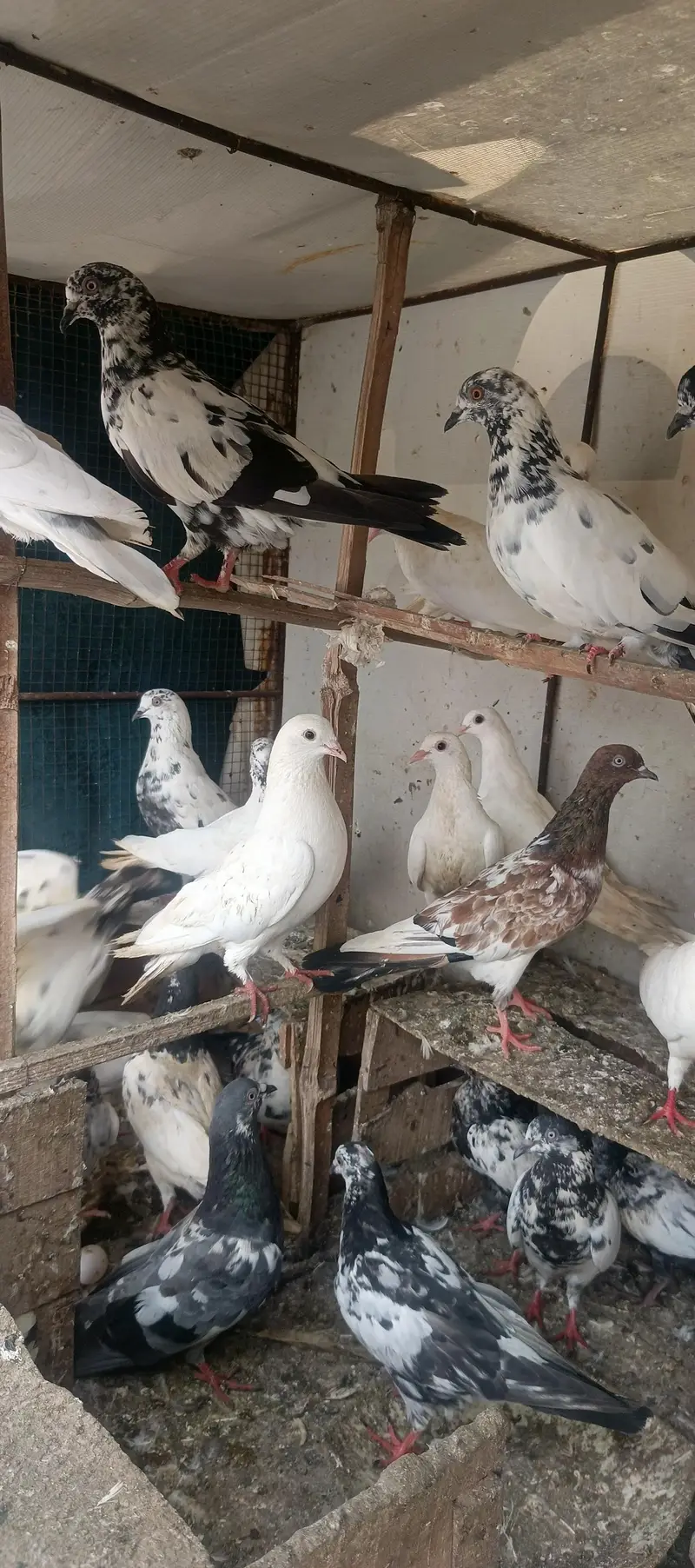 patti wale gry baz mix — photo 3