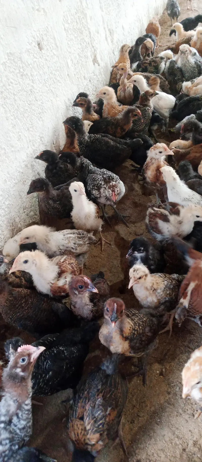 Golden misri chicks | golden misri hens | active chicks for sale — photo 2