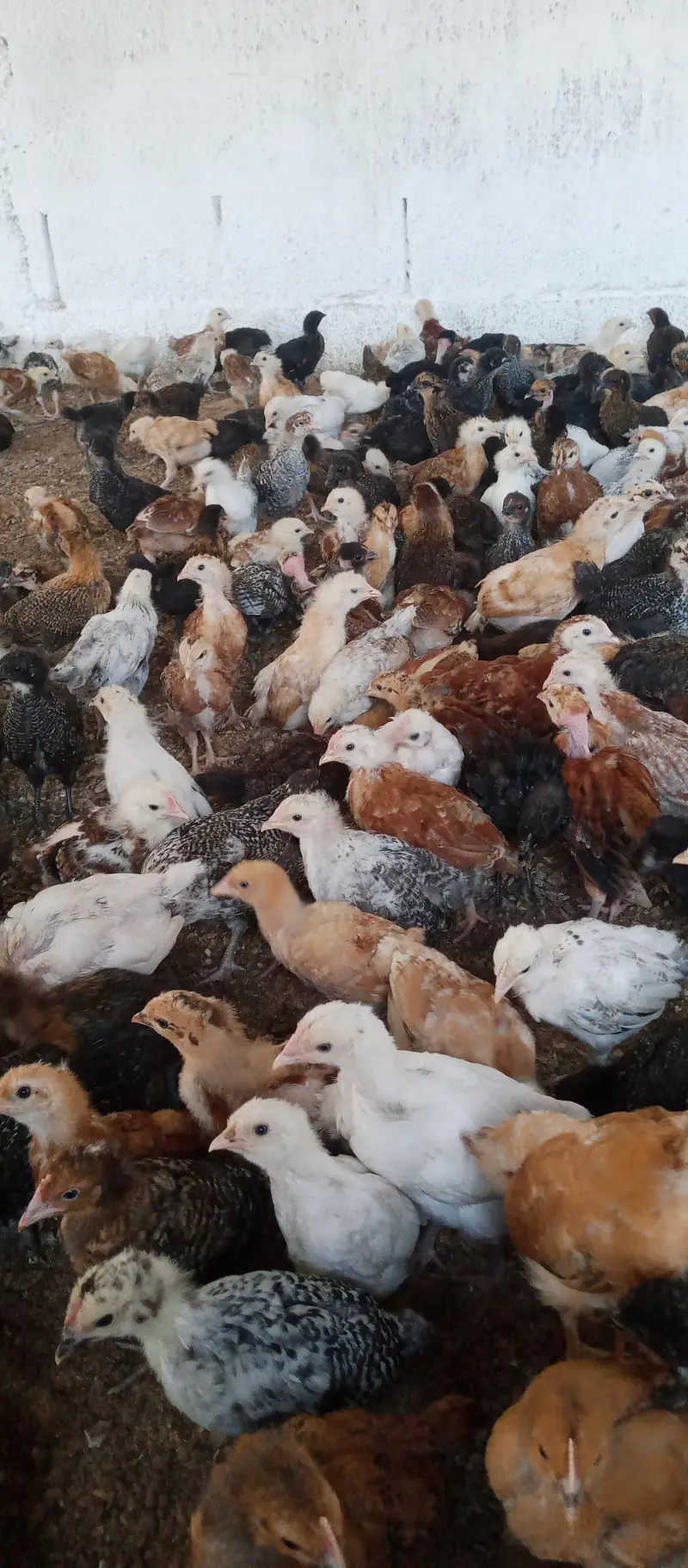 Golden misri chicks | golden misri hens | active chicks for sale — photo 4