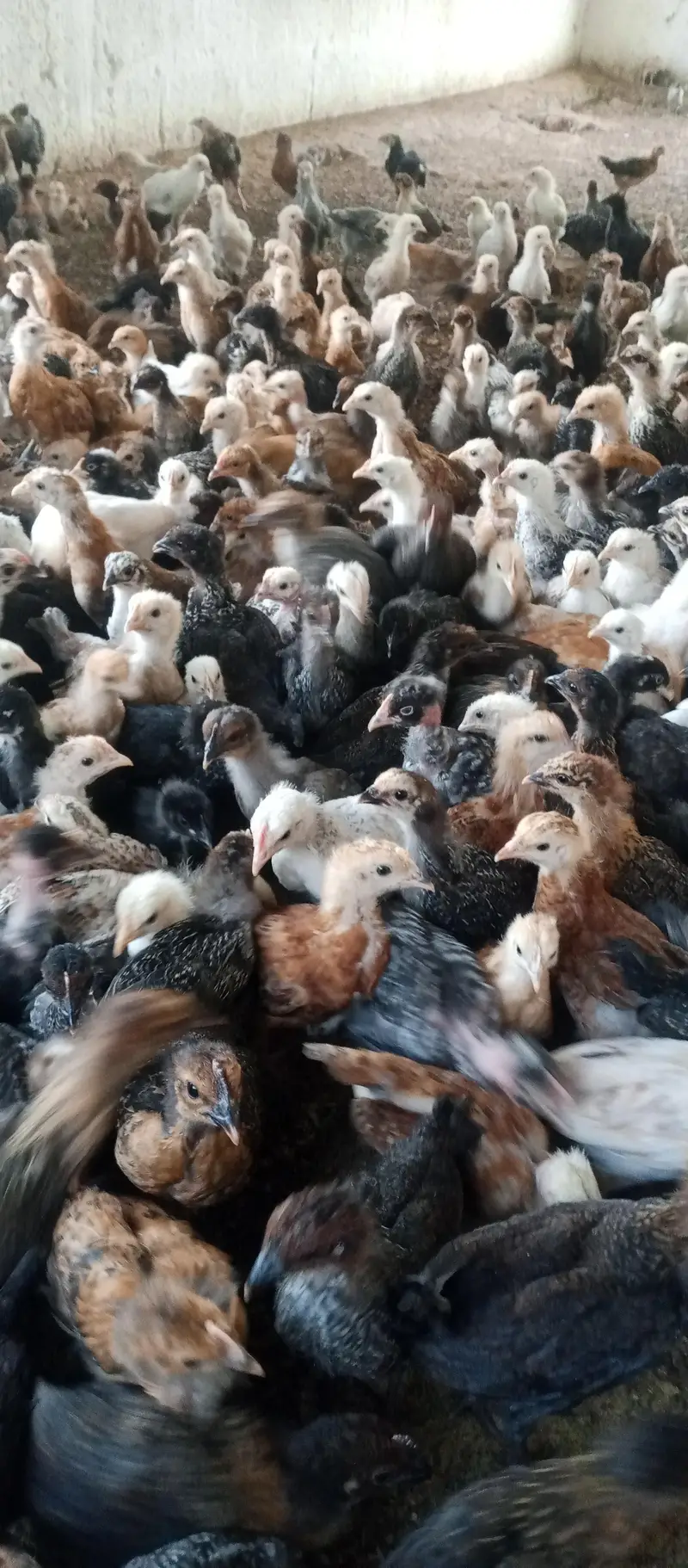 Golden misri chicks | golden misri hens | active chicks for sale — photo 9