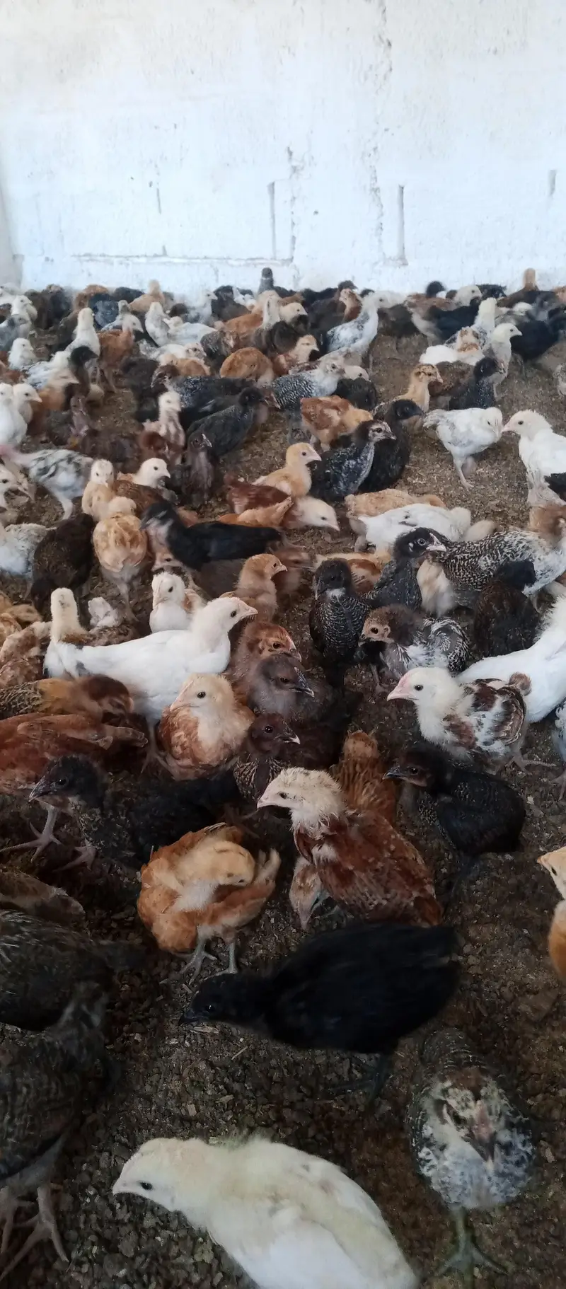 Golden misri chicks | golden misri hens | active chicks for sale — photo 11
