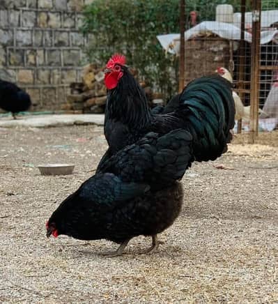 Australorp heritage fresh and fertile eggs available