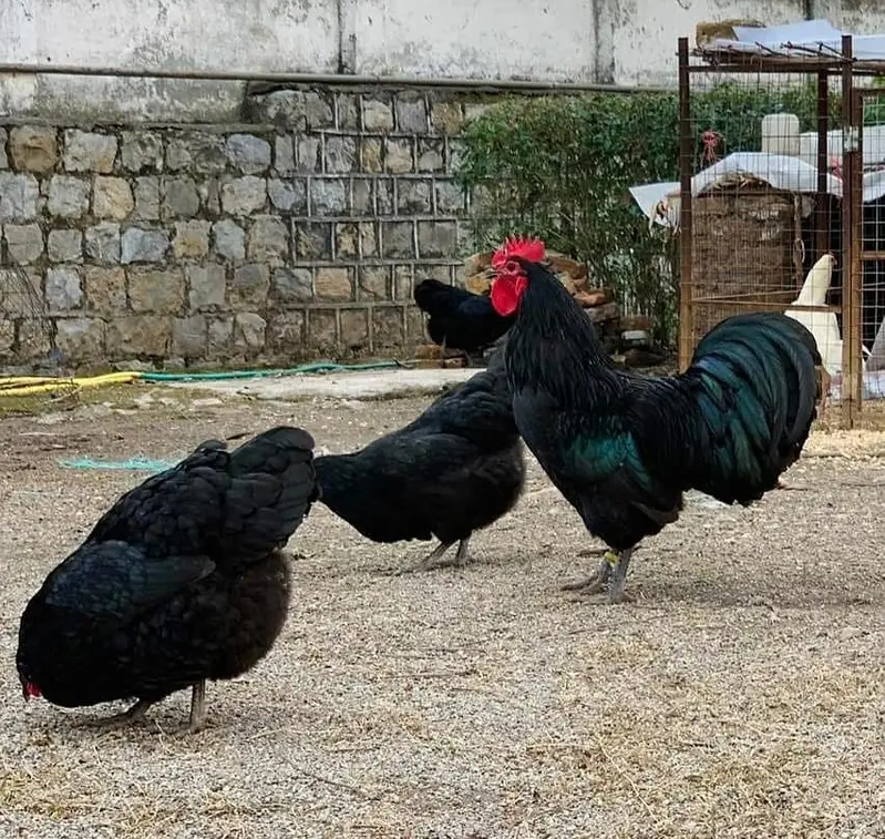 Australorp heritage fresh and fertile eggs available — photo 2