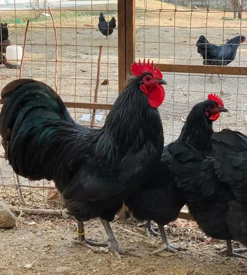 Australorp heritage fresh and fertile eggs available — photo 3