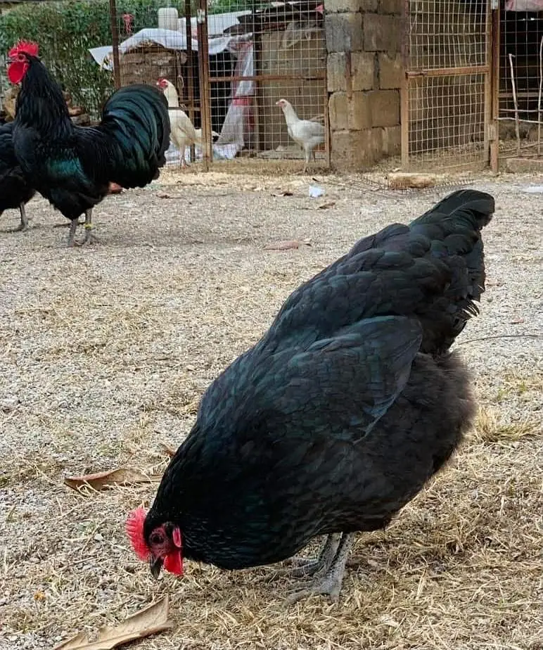 Australorp heritage fresh and fertile eggs available — photo 4