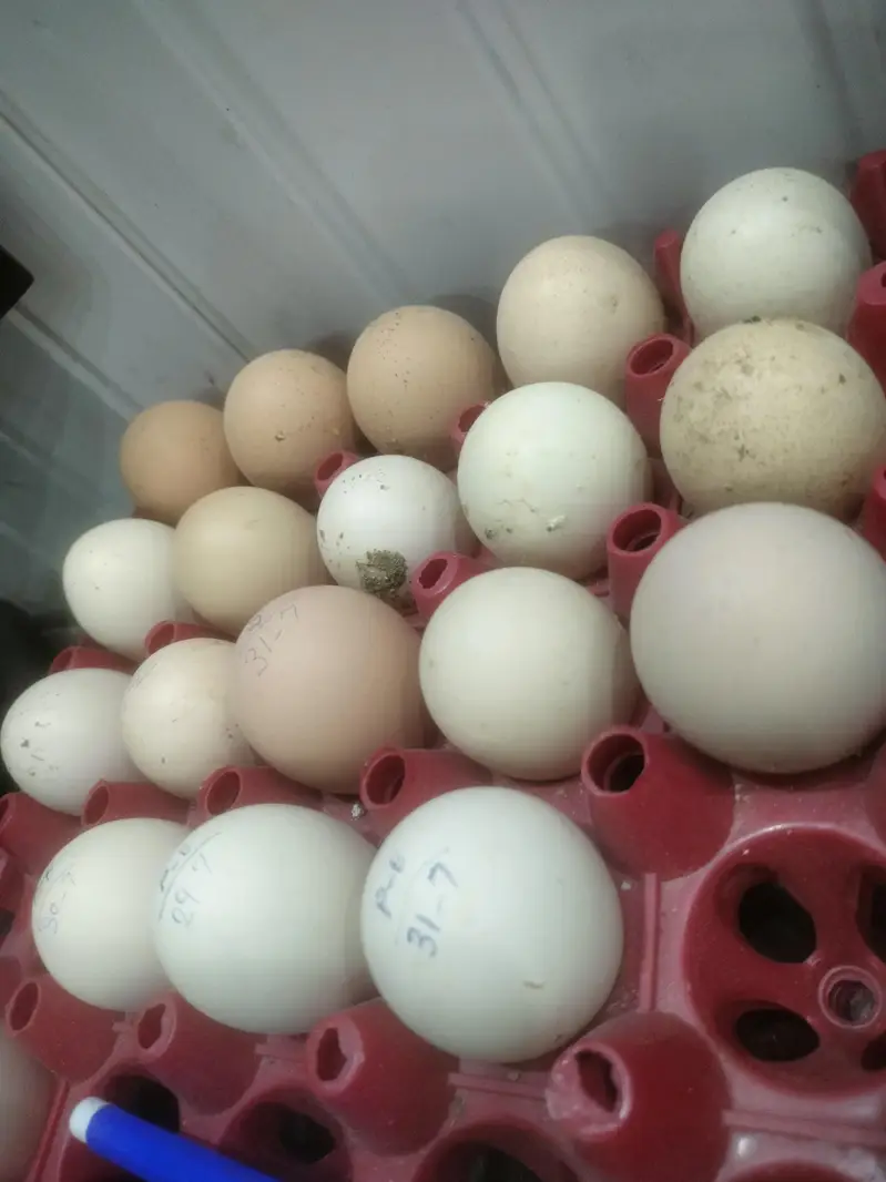 Australorp heritage fresh and fertile eggs available — photo 6