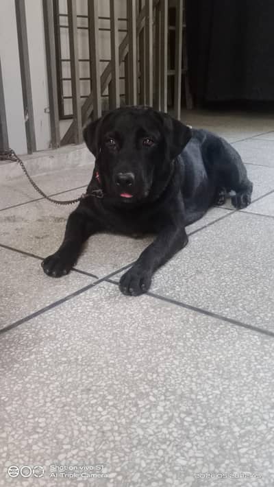 Labrador female