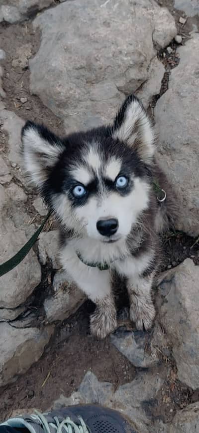 Siberian Huskey Blue eyes