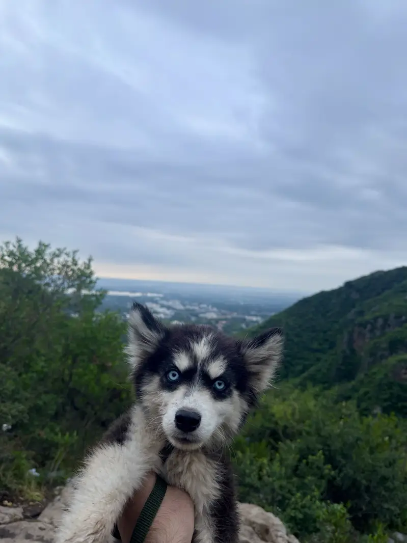Siberian Huskey Blue eyes — photo 2