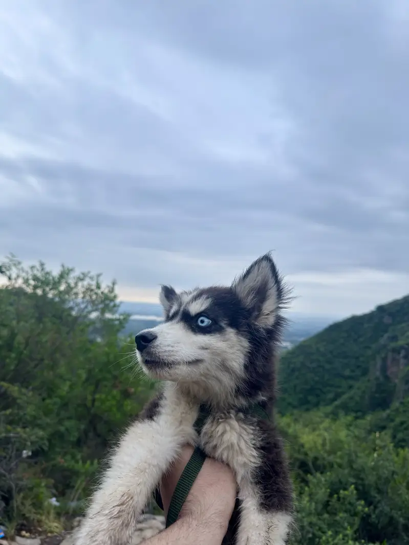 Siberian Huskey Blue eyes — photo 3
