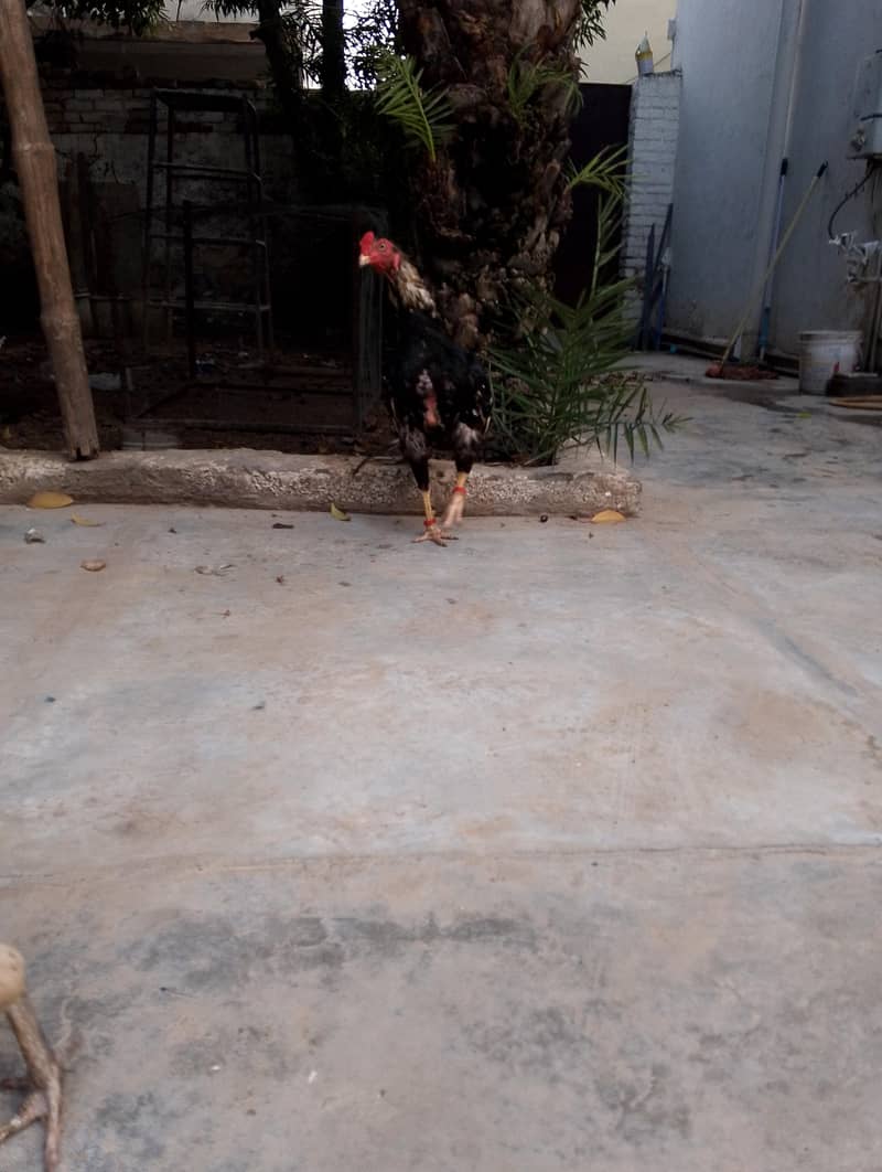 ASEEL JAVA MALE KING 0