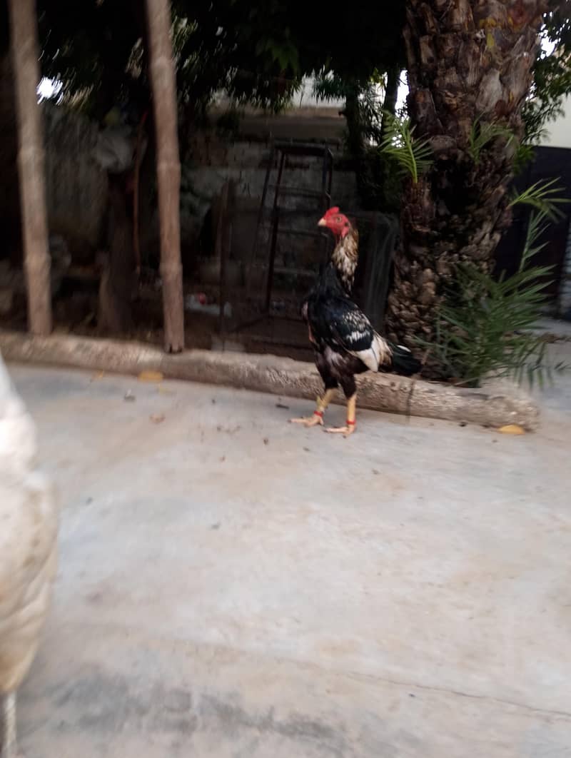 ASEEL JAVA MALE KING 1
