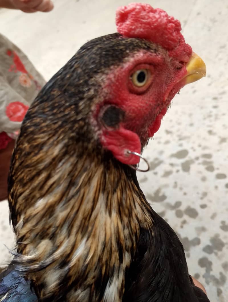 ASEEL JAVA MALE KING 2