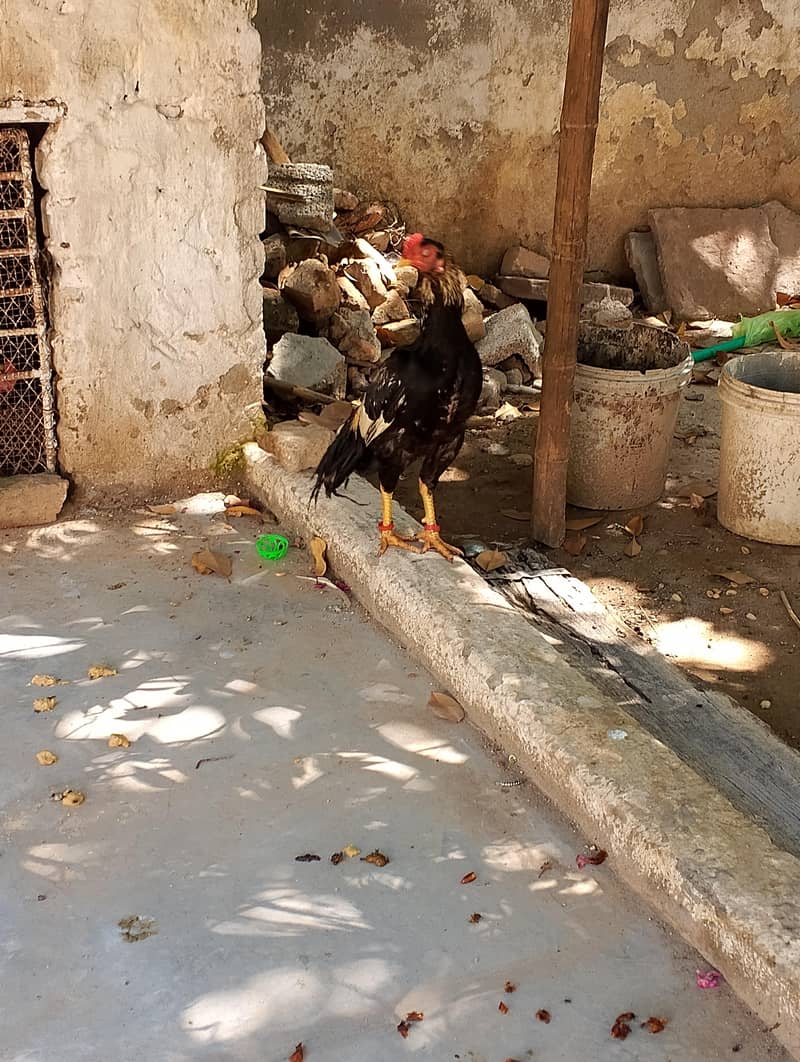 ASEEL JAVA MALE KING 4