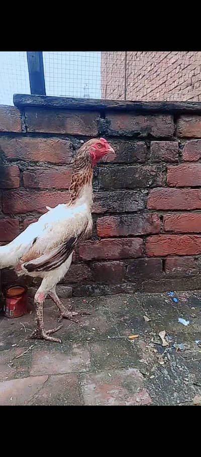 Shamo female / Aseel / murga / chicks / female / shamo / hens / eggs