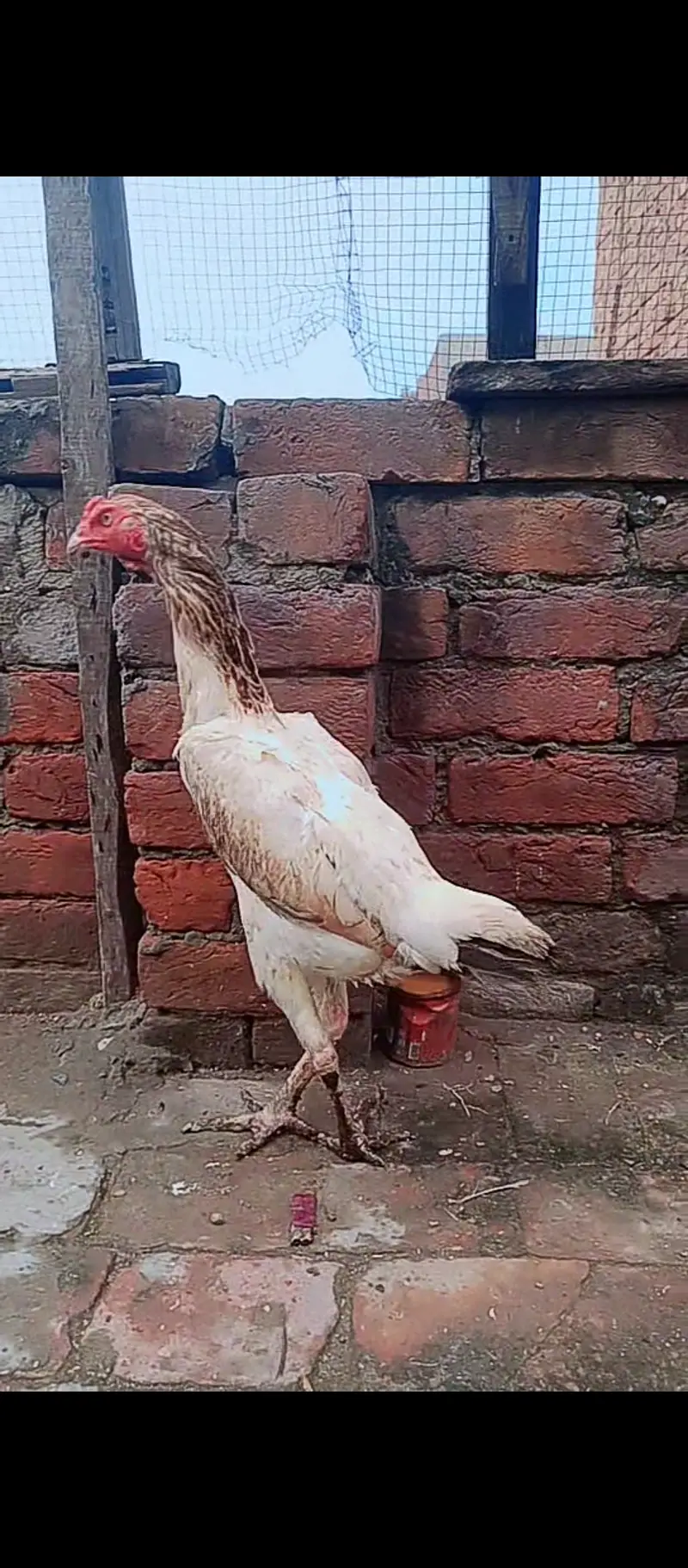 Shamo female / Aseel / murga / chicks / female / shamo / hens / eggs — photo 2