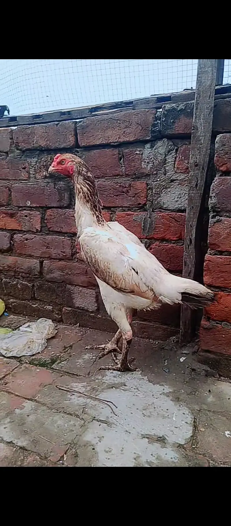 Shamo female / Aseel / murga / chicks / female / shamo / hens / eggs — photo 3