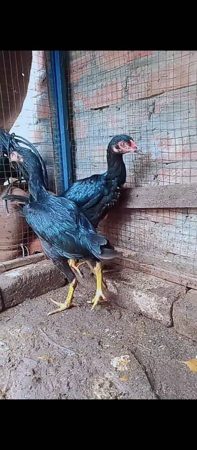 Shamo female / Aseel / murga / chicks / female / shamo / hens / eggs