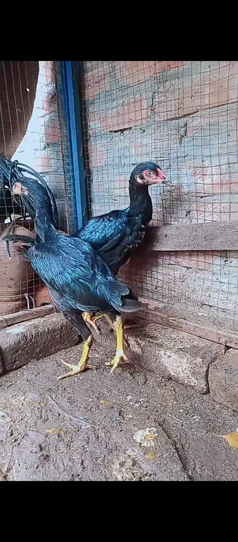 Shamo female / Aseel / murga / chicks / female / shamo / hens / eggs — photo 4