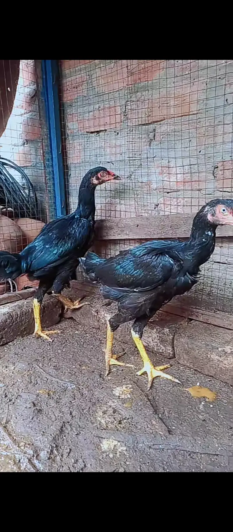 Shamo female / Aseel / murga / chicks / female / shamo / hens / eggs — photo 5