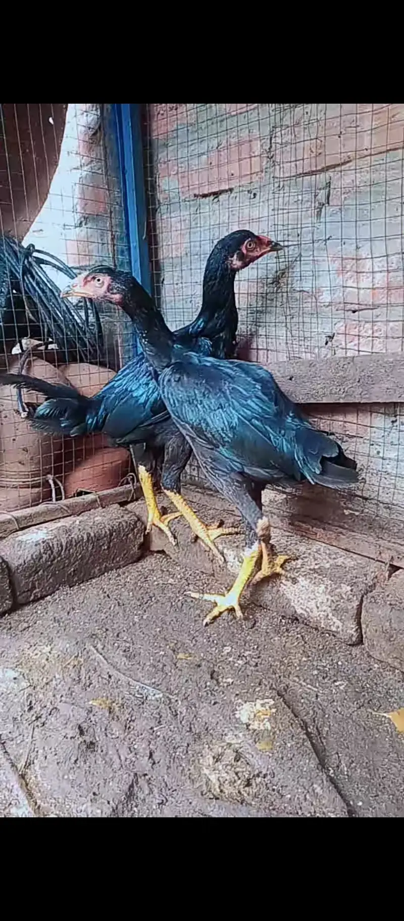 Shamo female / Aseel / murga / chicks / female / shamo / hens / eggs — photo 6
