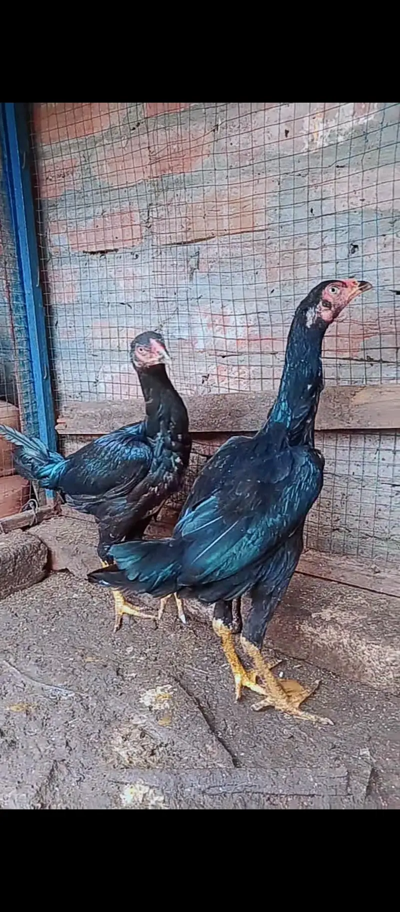Shamo female / Aseel / murga / chicks / female / shamo / hens / eggs — photo 7