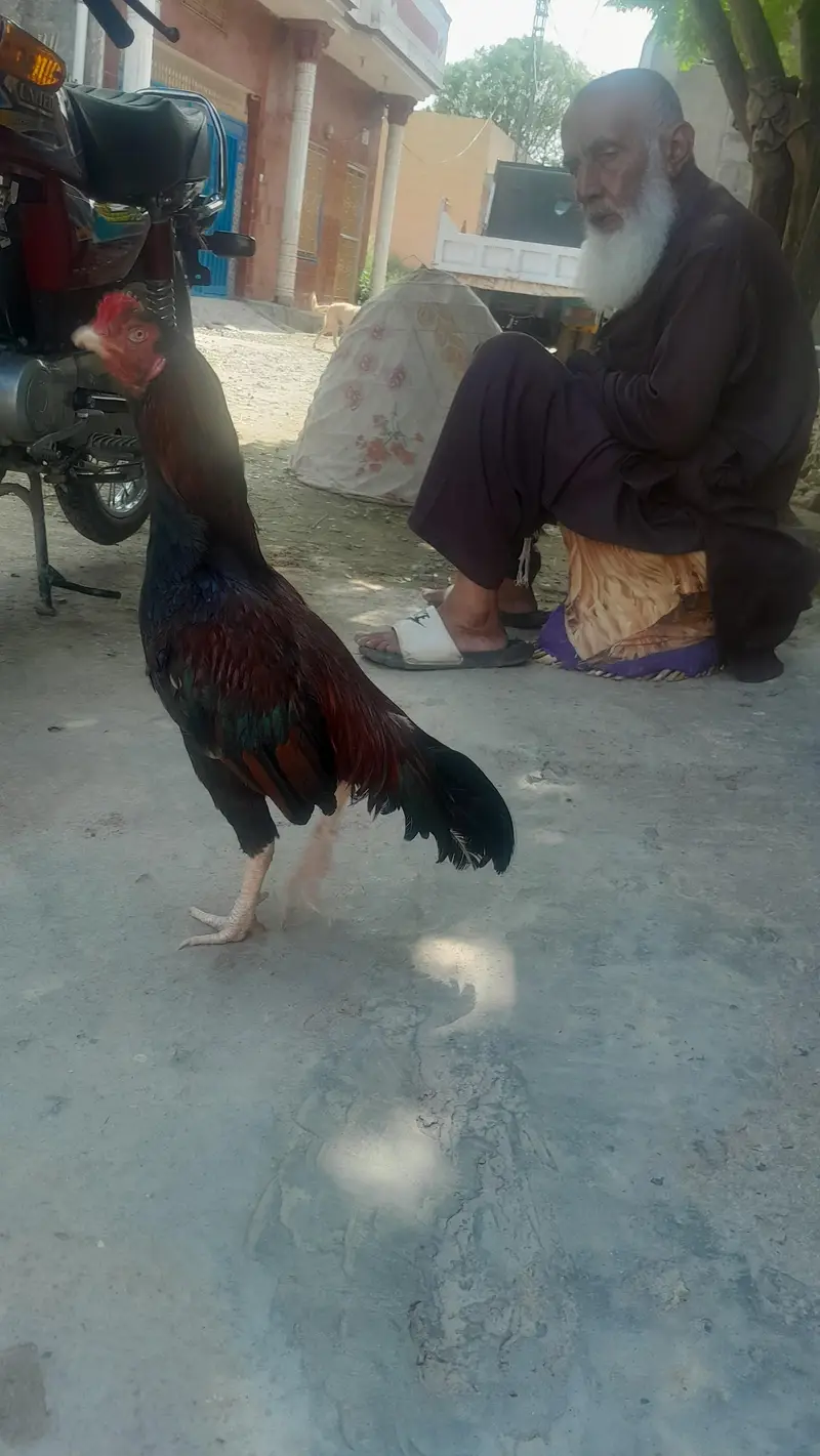 aseel Murga — photo 2
