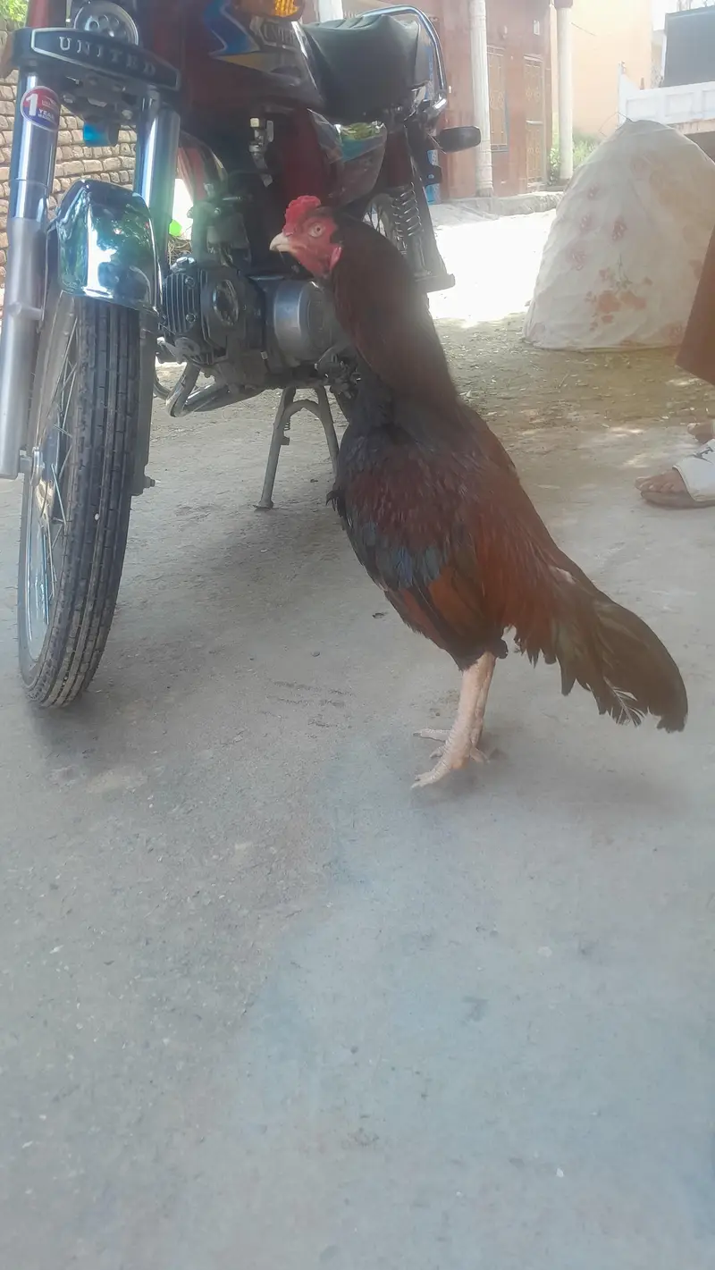 aseel Murga — photo 3