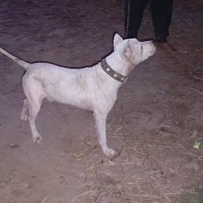 pure gultair male dog
