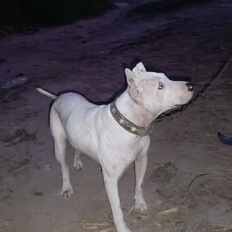 pure gultair male dog — photo 2