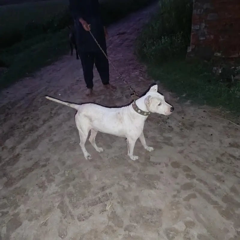 pure gultair male dog — photo 3