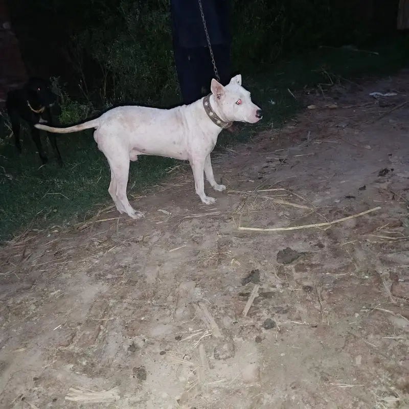 pure gultair male dog — photo 4