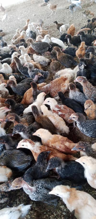 Golden misri chicks | golden misri hens | active chicks for sale