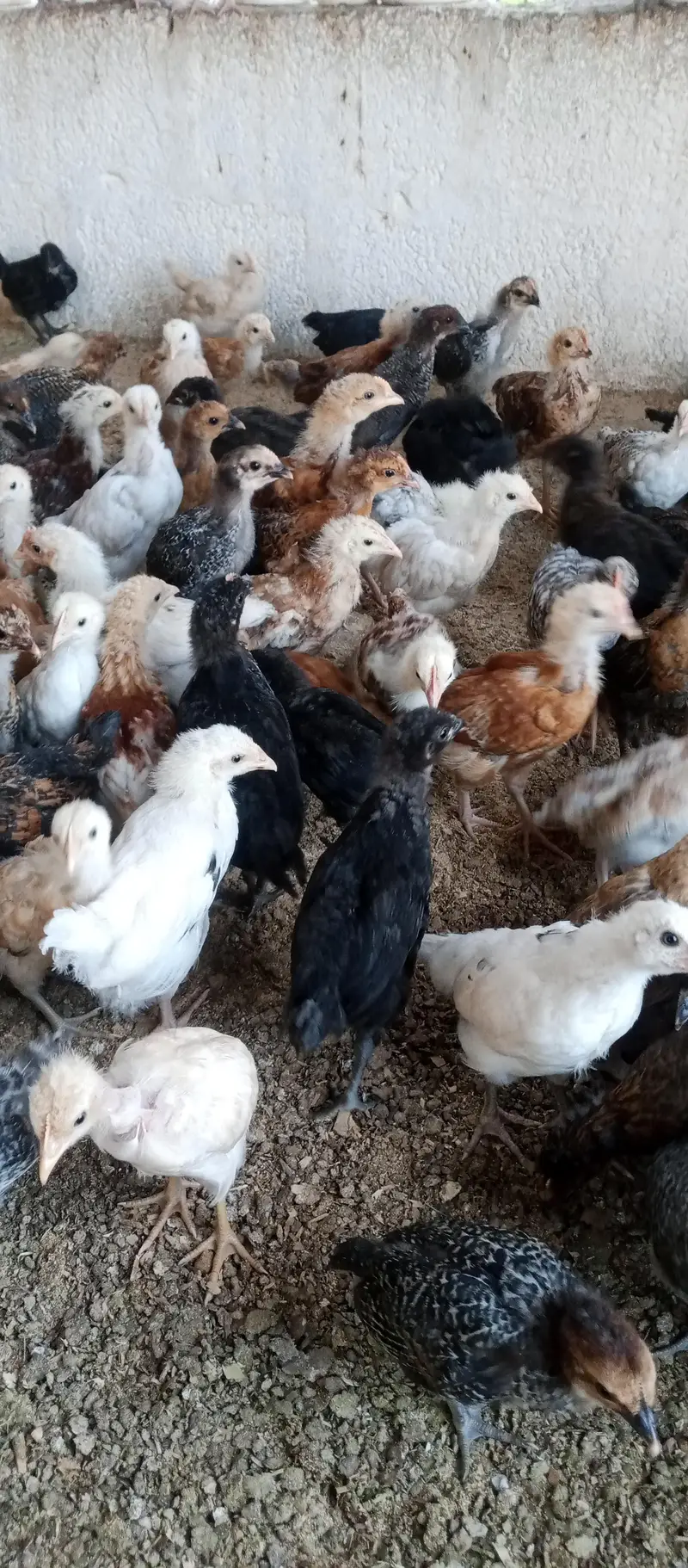 Golden misri chicks | golden misri hens | active chicks for sale — photo 2