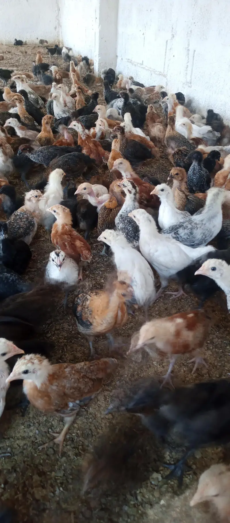 Golden misri chicks | golden misri hens | active chicks for sale — photo 3