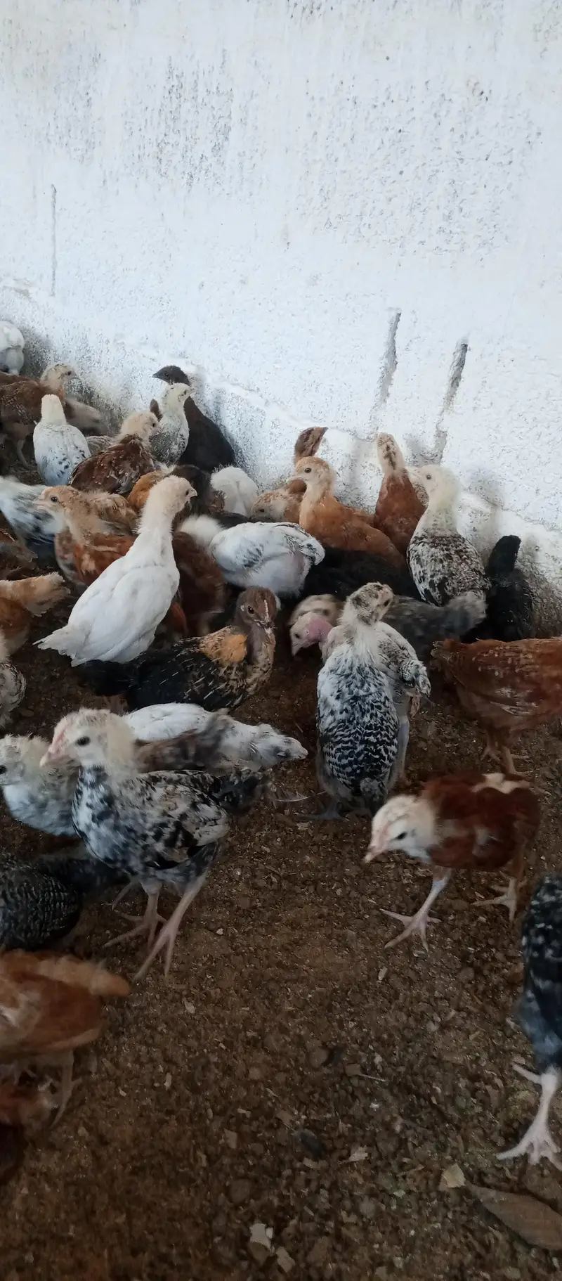 Golden misri chicks | golden misri hens | active chicks for sale — photo 4