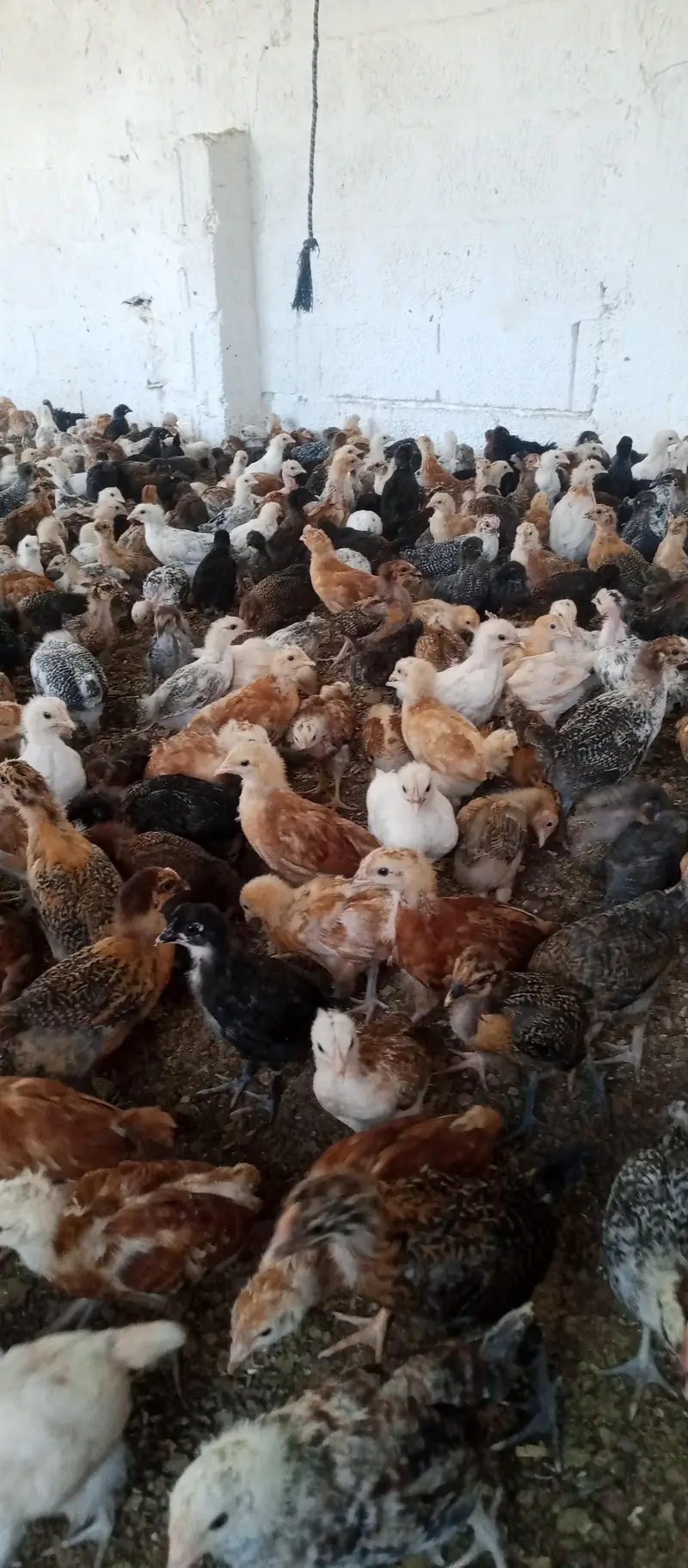 Golden misri chicks | golden misri hens | active chicks for sale — photo 5