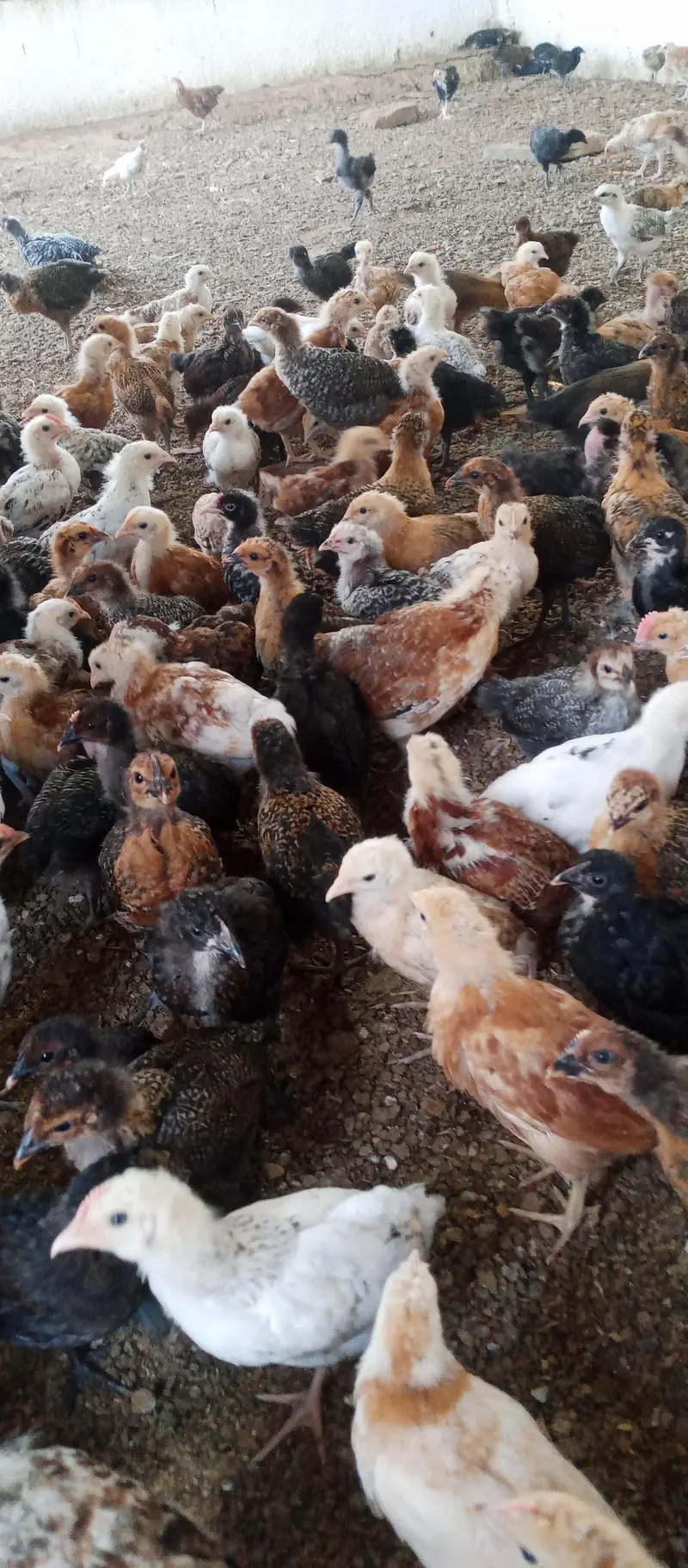 Golden misri chicks | golden misri hens | active chicks for sale — photo 8