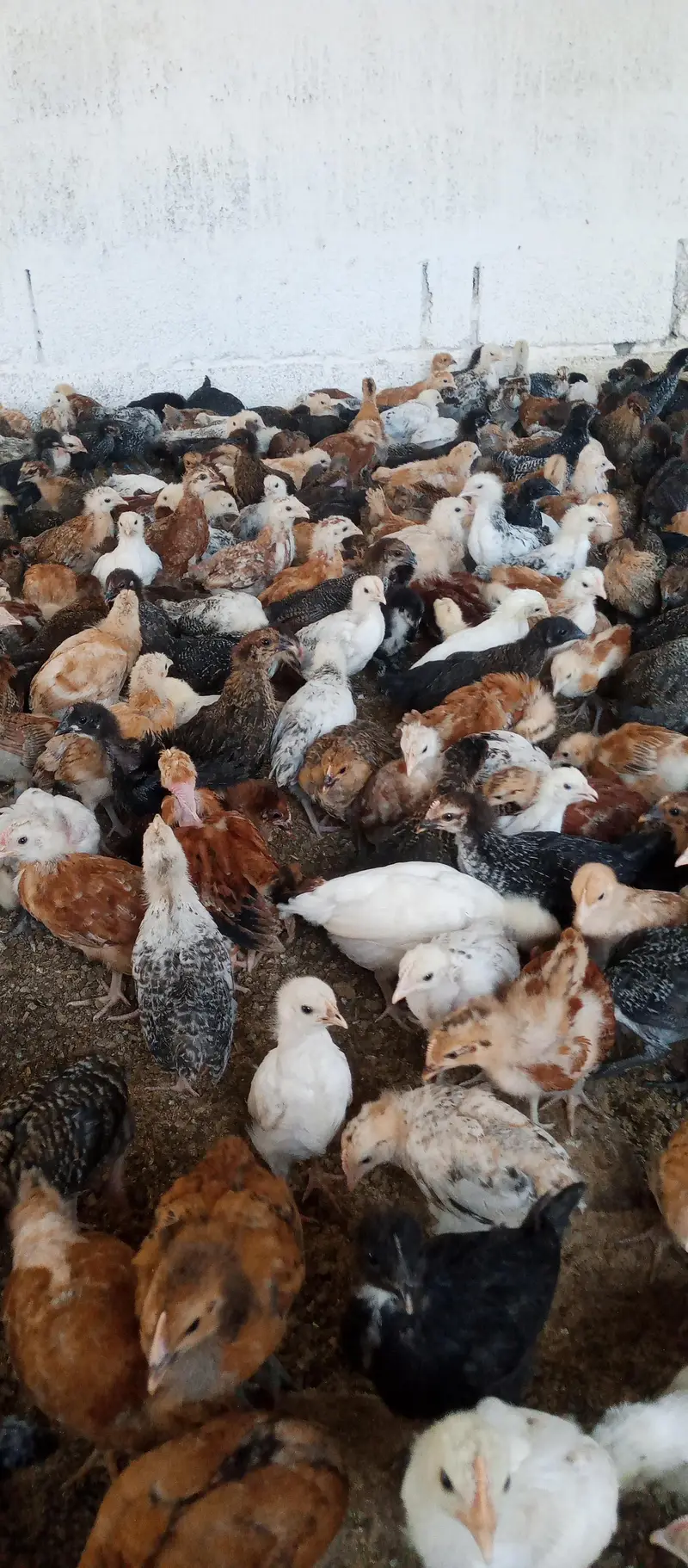 Golden misri chicks | golden misri hens | active chicks for sale — photo 9