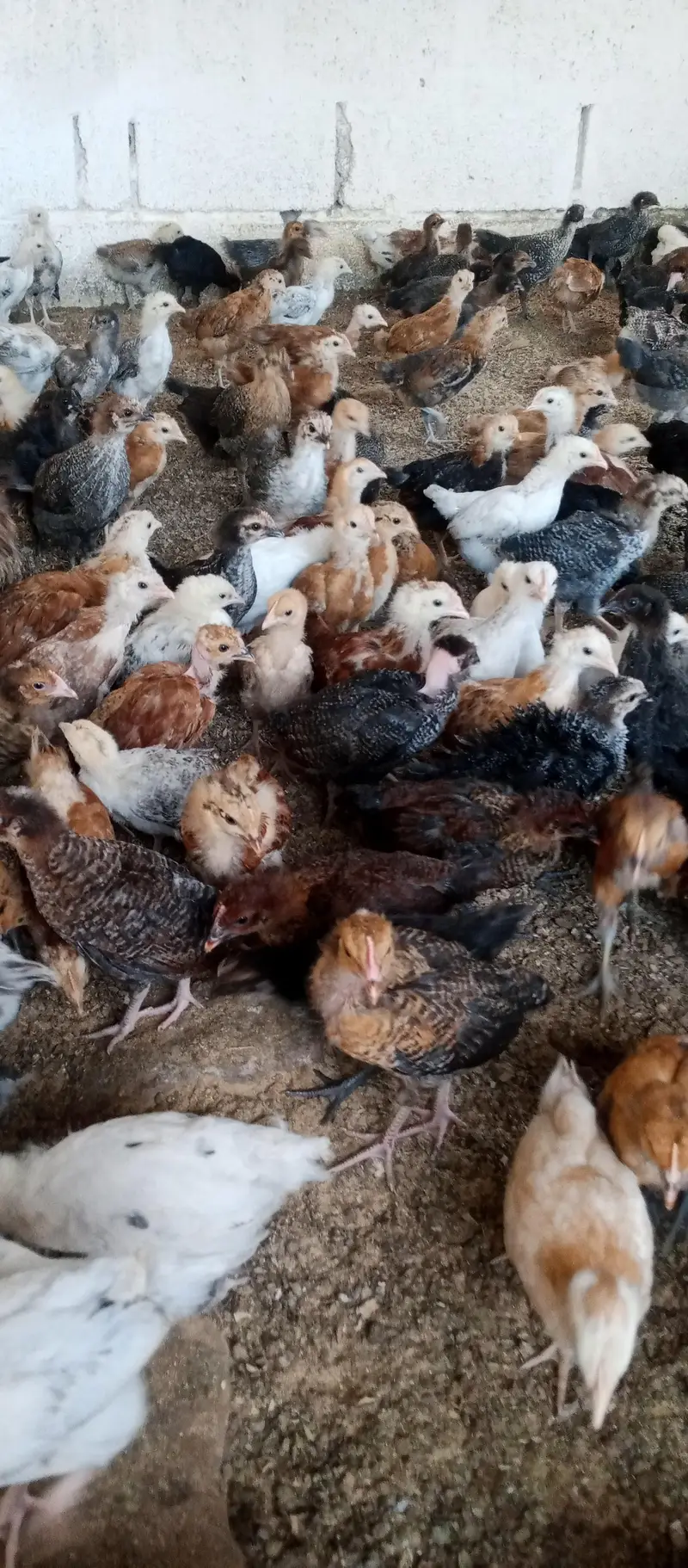 Golden misri chicks | golden misri hens | active chicks for sale — photo 11